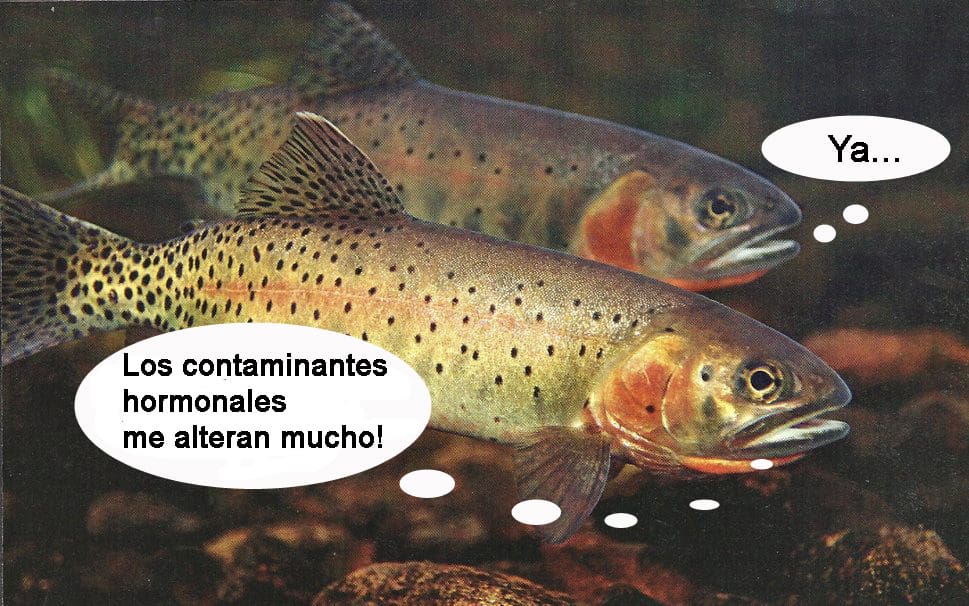 Los ecosistemas acuáticos están contaminados de alteradores hormonales