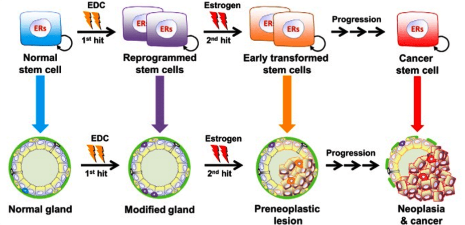 Figura del estudio "Stem Cells as Hormone Targets That Lead to Increased Cancer Susceptibility" de Gail S. Prins