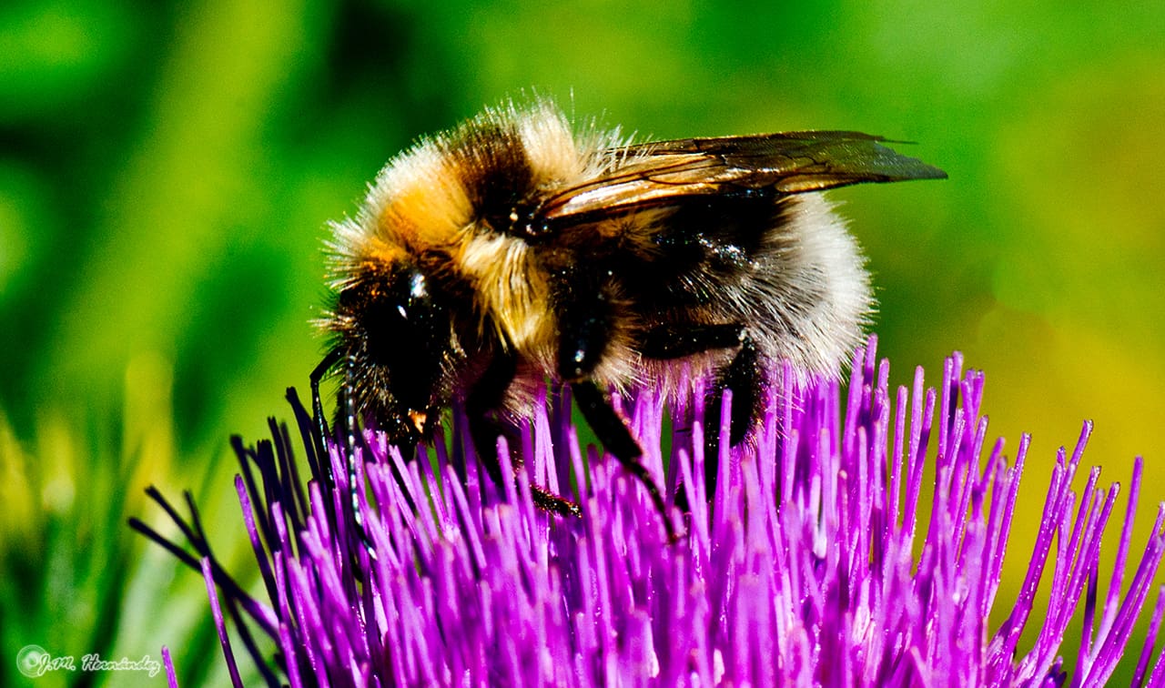 muerte abejas y abejorros