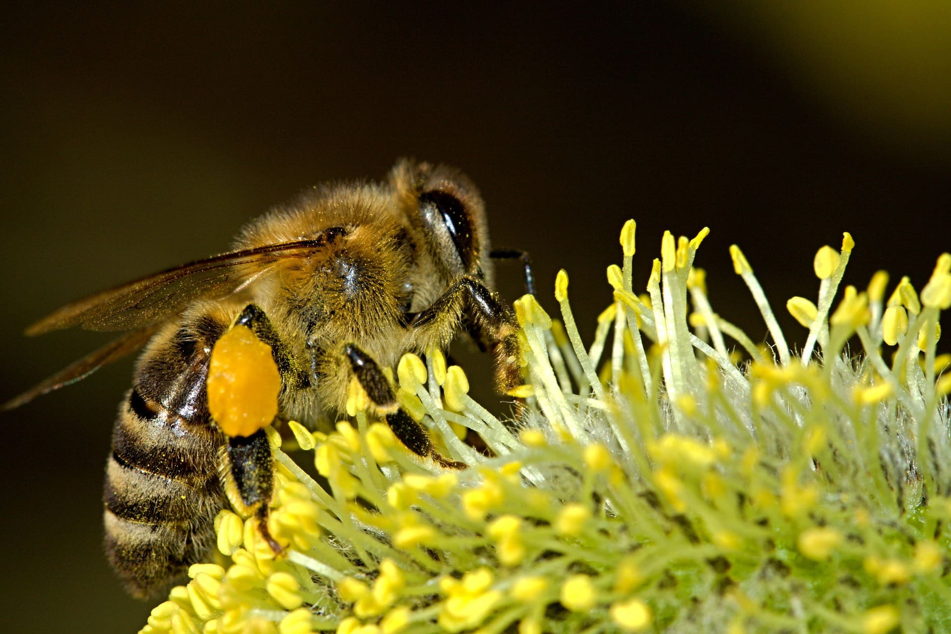 mortalidad abejas